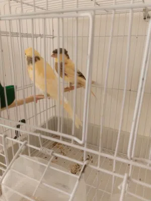 كناري للبيع