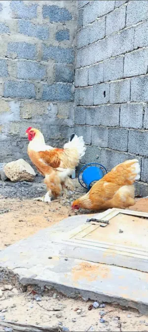 متوفر كوبيه ليموني ربي يبارك