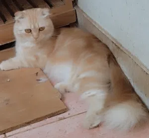Cute Golden Scottish fold Turkish female in Salalah
