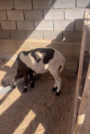 حولية عشرة بالجهاز شهرين