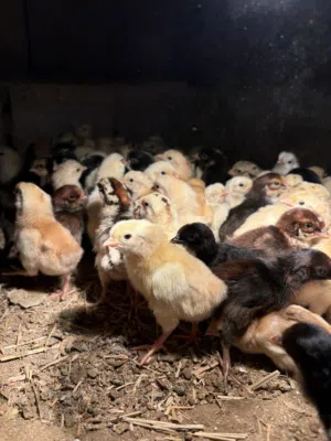 صيصان دجاج بلدي