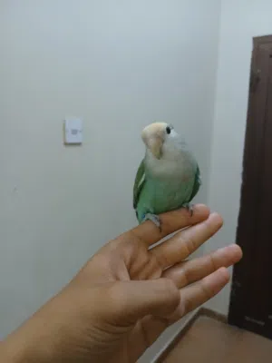 روز هدد خارجي