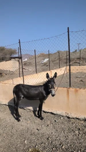 حمار مأدب ومشاي