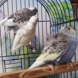 طيور حب هاجرمومخاليف شكري بارصاصي
