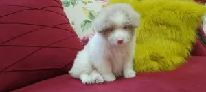 ‏بومرينيان‏1