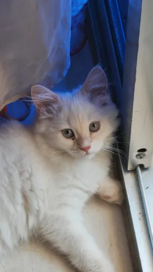 هونور أخرى 512 جيجابايت أسود