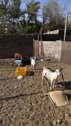 للبيع تيوس صلاليه