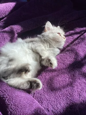 Persian3
