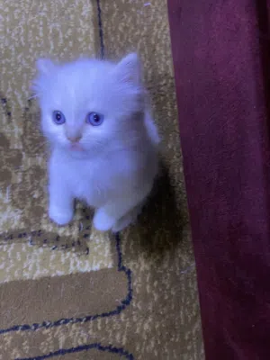 قطط صغيره جميله متنوعة الألوان والنوع