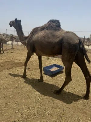 ناقه حزميه