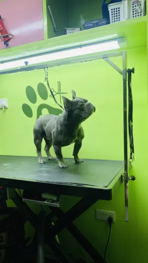 French Bulldog Male Very Friendly (toilet Trained outdoor) For more video information Contact me