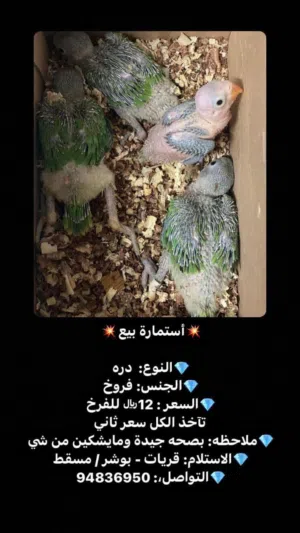 فروخ ببغاء درة من انتاجي