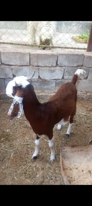 سلام عليكم جفره للبيع راكبه عليه شهرين تقريبن حلوه سمينه كلش سمينه وخشنه  مالت بيت