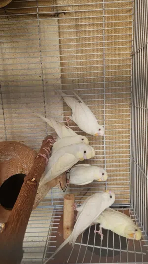 طيور الحب بادجي