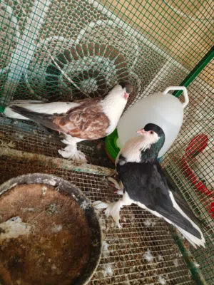 حمام الزينة