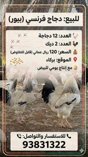 دجاج فرنسي للبيع بالجمله