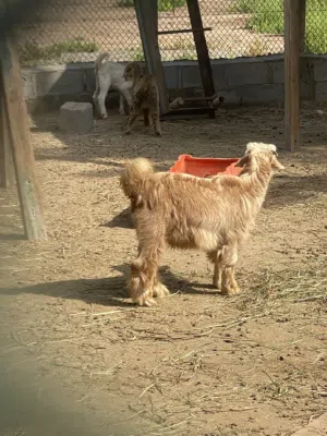 صخل من حلال الرحوب