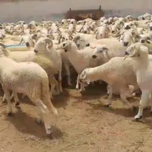 مطلوب أغنام للبيع اقساط موجود جميع الضمانات
