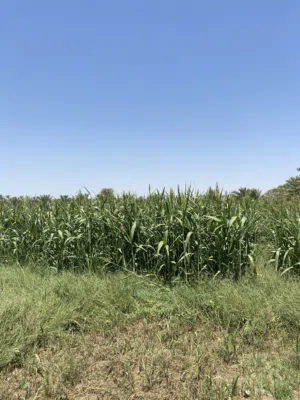 حشيش حريه جلب