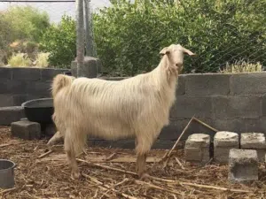 مطلوب شاه جاموديه