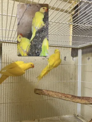 Ringneck pair زوج دره منتج