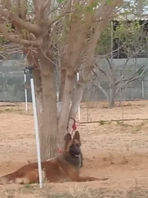 نتايه كستم نوع نادر القولدن