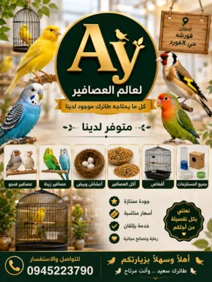 عالم الطيورAy