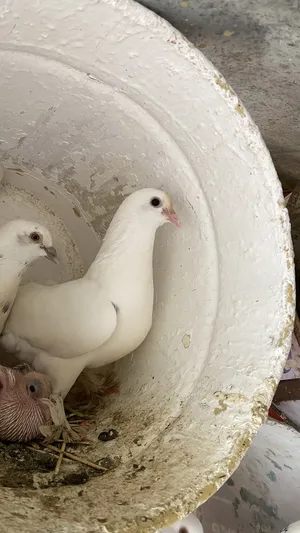 ‏حمام‏2