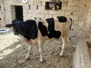 عجوله البيع ضحايه