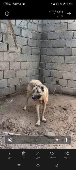 فحل هوشاري