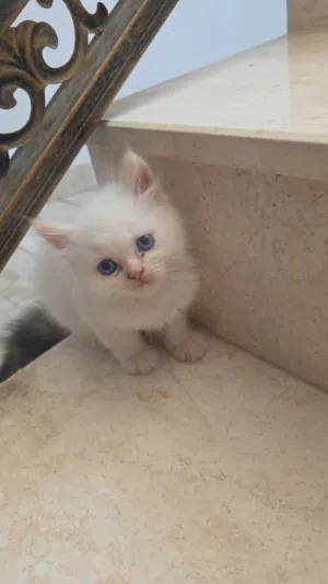قطط للبيع عسولات