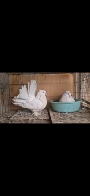 للبيع .مجموعة حمام .