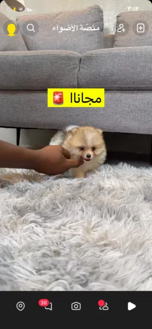 اريد كلب مثل هاذا او نوع ثاني ( صغار ) لتبني الي معه يتواصل معاي