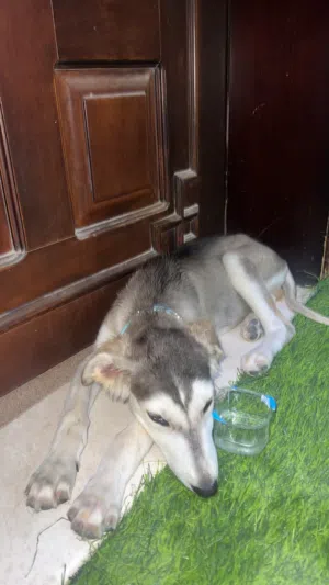 للبيع كلب سلق عربي بيور