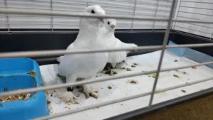 جوز حمام للبيع