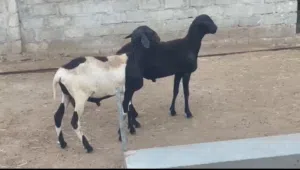 تهجين سانتا