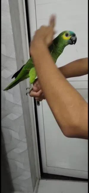 أمازون بلو فروند اليف متكلم