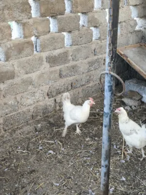 دجاج فرنسي لبيع