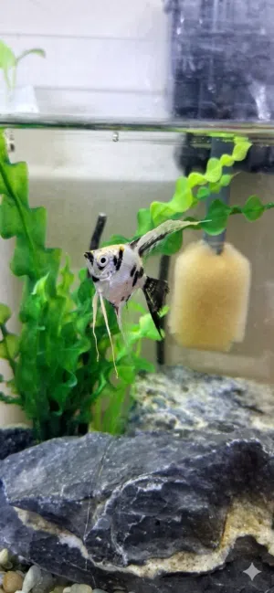 active angelfish for sale. location= salmabad near city glass 5 month angelfish