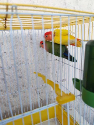 جوز روز مع قفص وكوخ