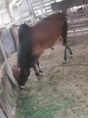 ثور خارجي اللبيع