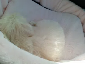 مالتيز انثى