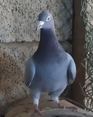 كوبية زاجل