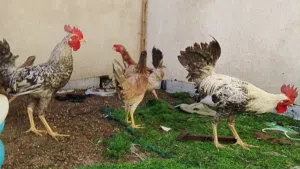 دجاج عرب الي تعجبك راسلني عليه