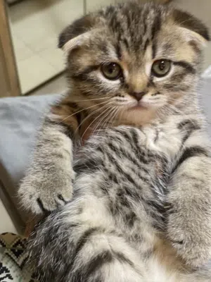 Scottish Fold cats male and female