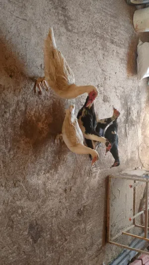 طقم بط شغال