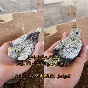 للبيع فرخين كوكتيل الحبة ب 13 دينار