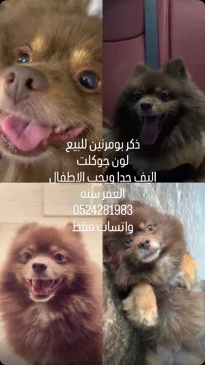 كلب بومرينين