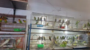 BIRDS FOR SALE