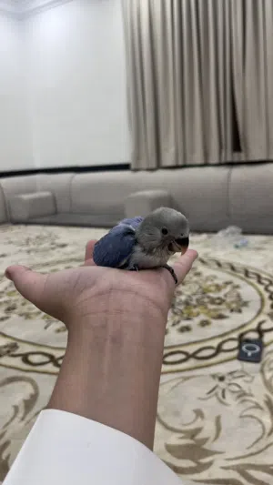 للبيع فرخ روز شامل اغراضه 14 استلام عبدالله مبارك الصحه ممتازه